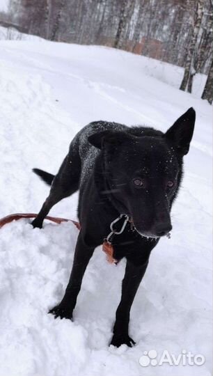 Дарт очень хочет домой(Собака из приюта)