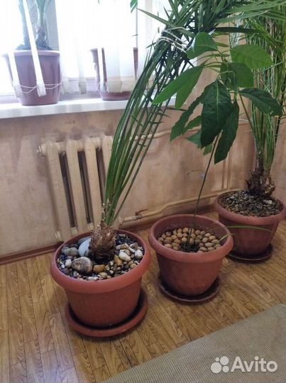 Финиковая пальма 10 летняя