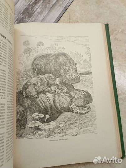 Старинная книга жизнь животных 1957 год
