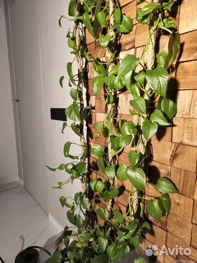 Эпипремнум