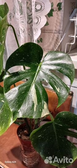 Монстера Тайское созвездие