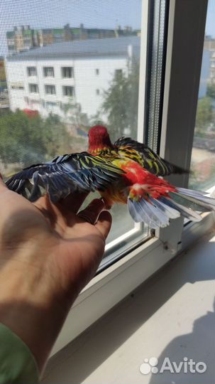 Попугай розелла