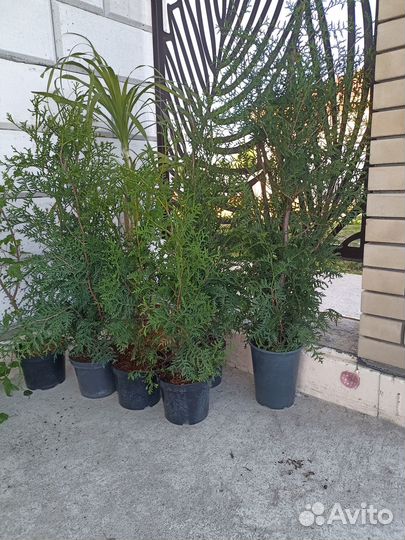 Растения для сада