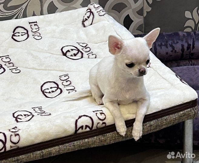 Чихуахуа гладкошерстные девочки