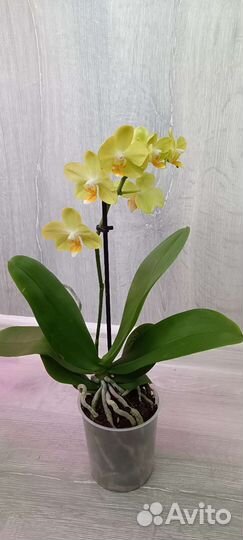 Орхидея фаленопсис La Paz