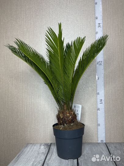 Пальма Цикас революта комнатные цветы