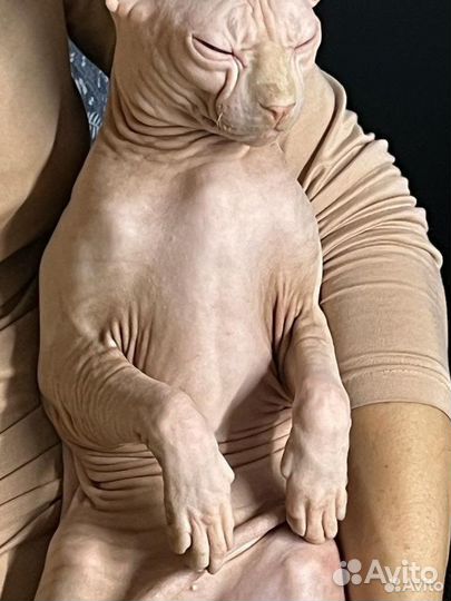 Вязка канадский сфинкс