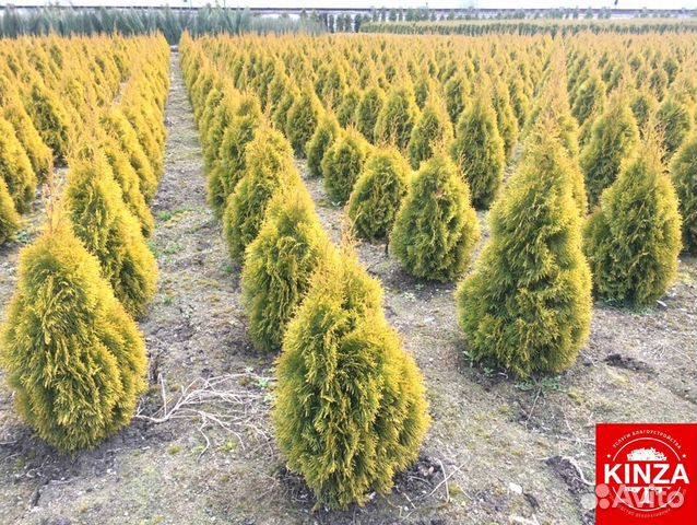 Туя смарагд 1,84 м