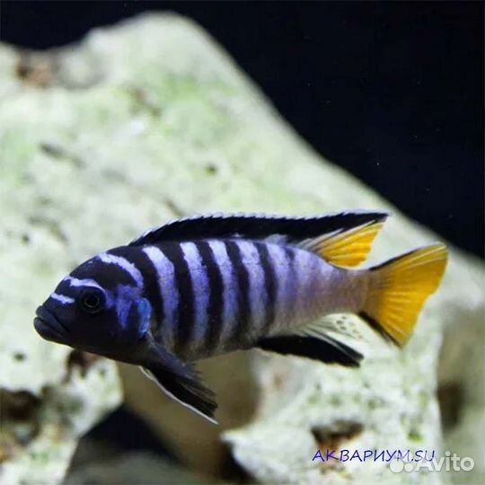 Рыбки большие и маленькие