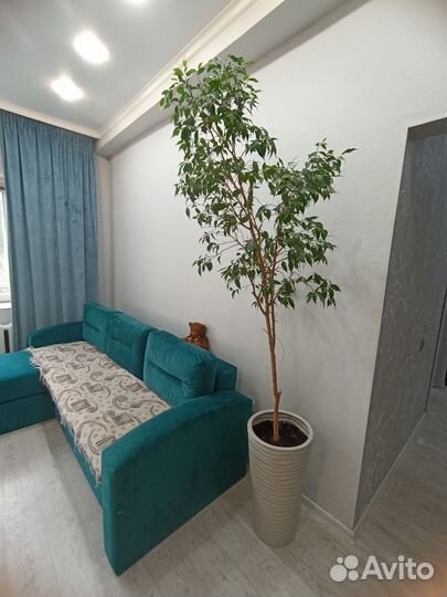 Фикус бенджамина