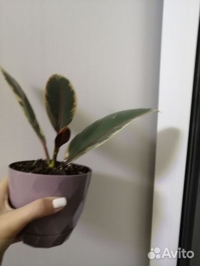 Фикус эластика белиз