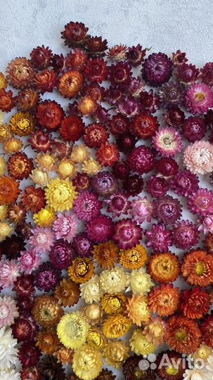 Гелихризум сухоцвет бессмертник