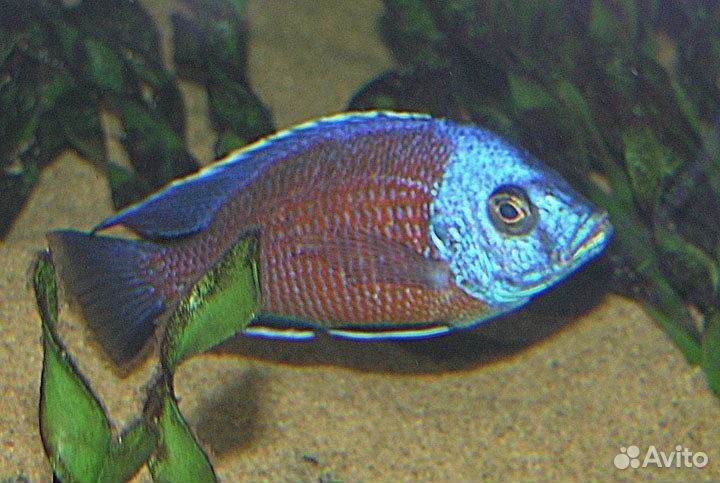 Копадихромис каданго