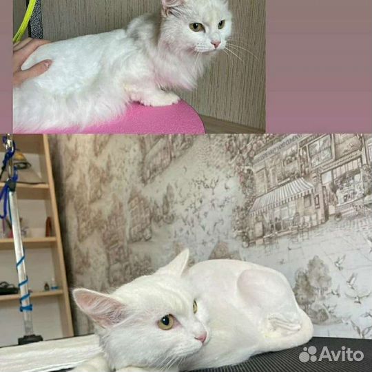 Стрижка кошек и собак. Вычес. Выезд на дом