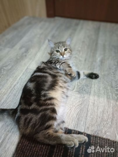 Кошка в часный дом