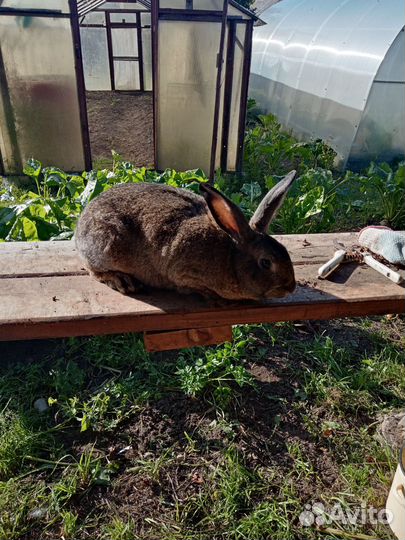 Кролики мясных пород