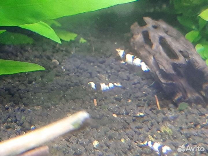 Креветки кристаллы PBL