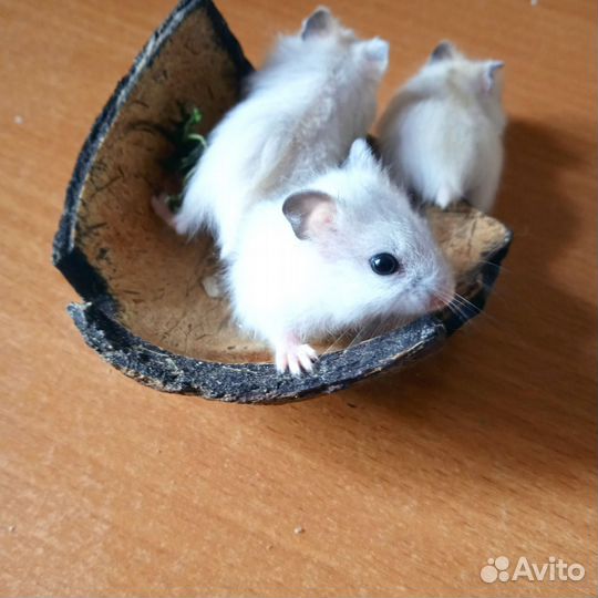 Хомяк джунгарский