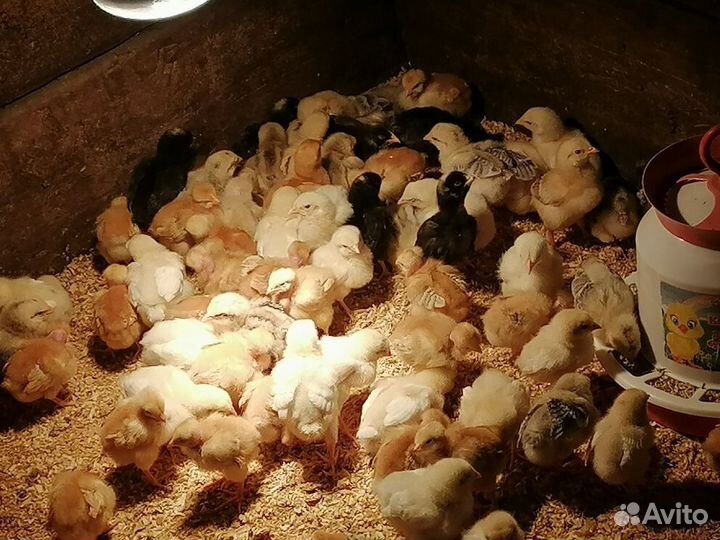 Птица и Корма Павлоградка и Омская область