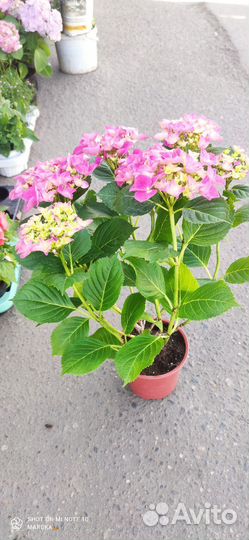 Гортензия крупнолистная в горшке