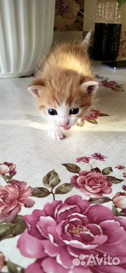 Отдам в очень добрые руки милых пушистиков