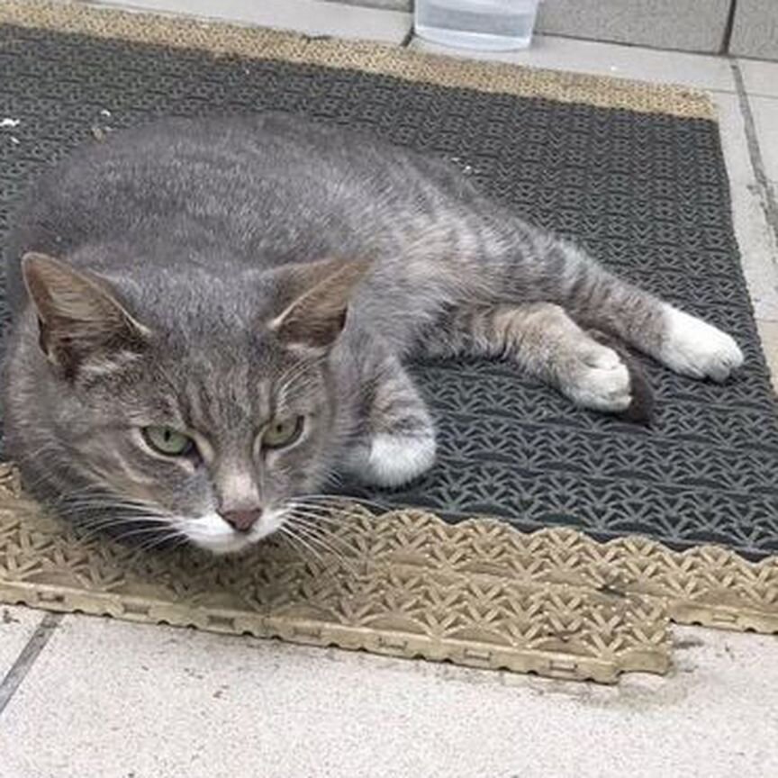 Выбросили домашнюю кошку, живет в коробке