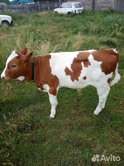 Продается теленок(бычок) 3 месяца