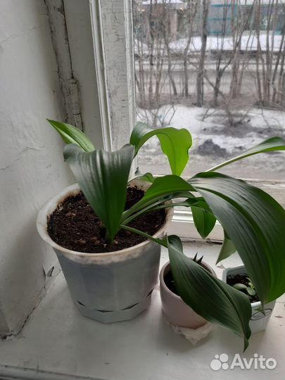 Комнатные растения