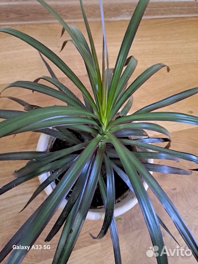 Хлорофитум