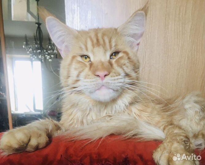 Мейн кун -вязка полидакт мейн кунята-котята