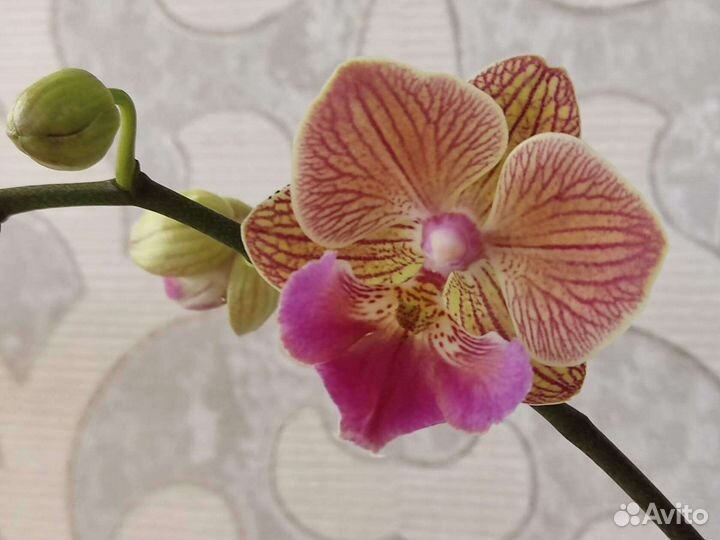 Фаленопсисы