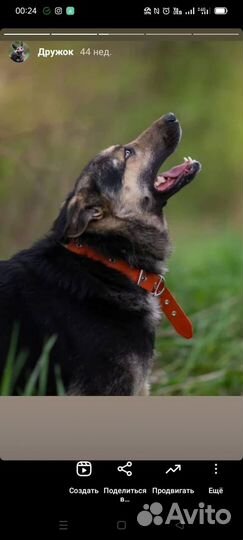 Собака в добрые руки