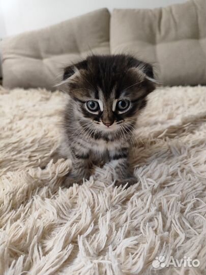 Котенок скотиш фолд
