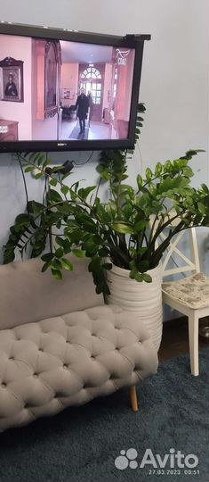 Замиокулькас, долларовое дерево