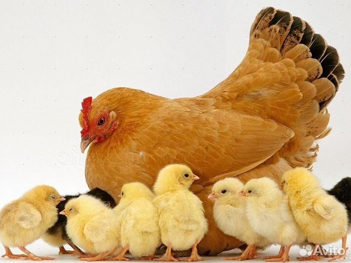 Упаковщик(ца)готовой продукции/Вахта /Пенза