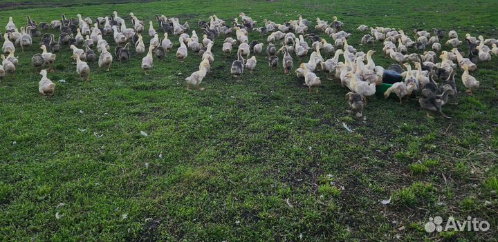 Гуси подрощенные