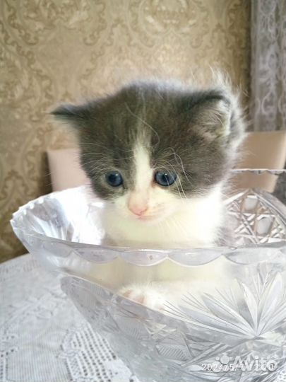 Котята