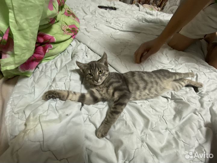 Котёнок 5месяцнв