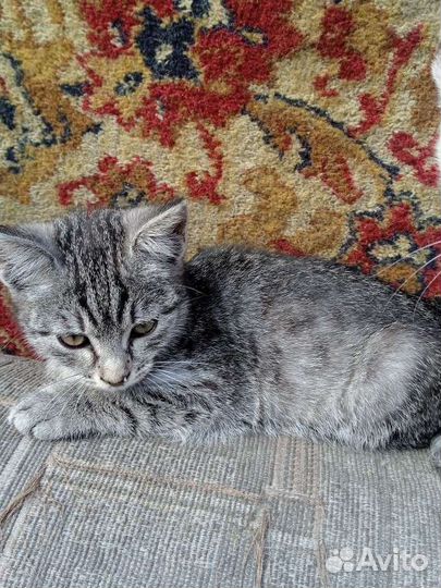Котёнок девочка в добрые руки