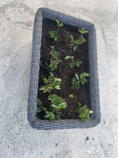 Кашпо «Чудесная грядка»