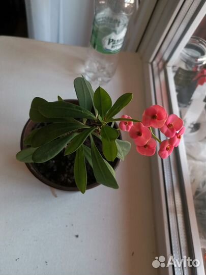 Молочай миля