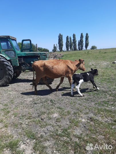 Коровы, телята