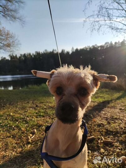 Передержка животных на дому