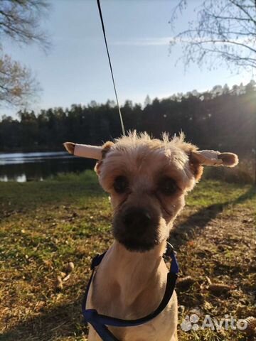 Передержка животных на дому