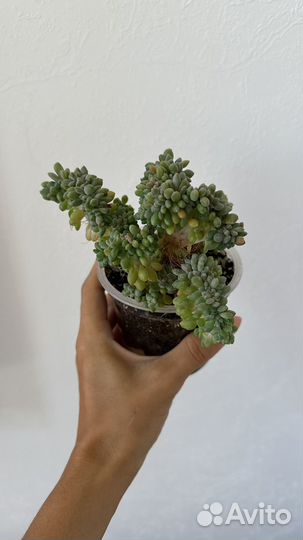 Седум Буррито