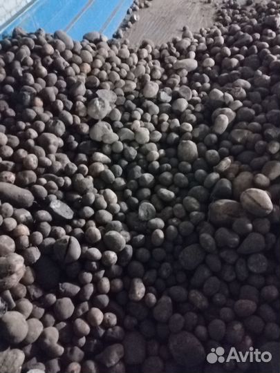 Мелкий картофель на корм скоту