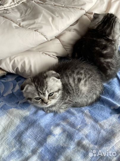 Шотландская