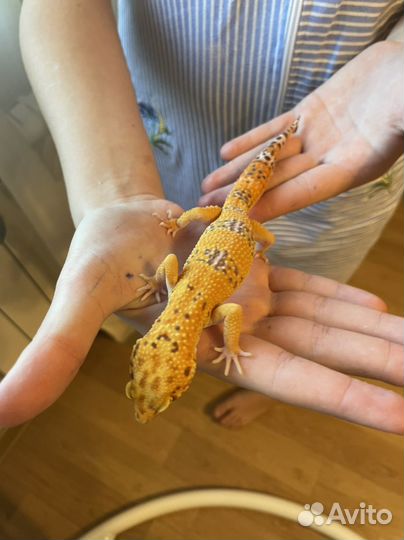 Эублефар самец