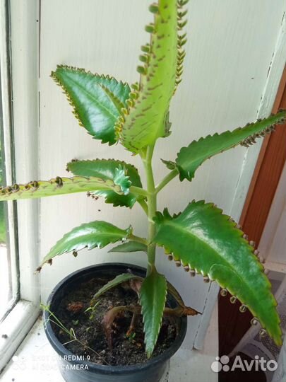 Каланхоэ лечебное