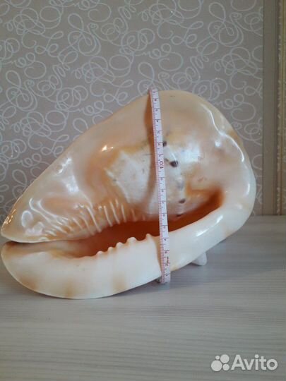 Ракушки морские большие